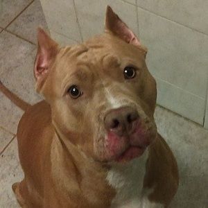 Meet your Posher, Heidi